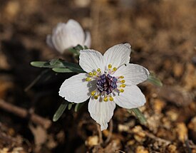 Eranthis pinnatifida — эндемик Японии