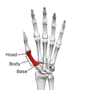 Thumbnail for First metacarpal bone