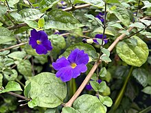 Thunbergia erecta plant with flowers