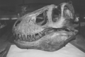 Un craniu de tiranosauriu.