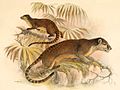 Deutsch: Sulawesi-Roller Macrogalidia (cat.)