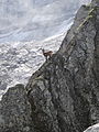 Image 12Ibex in an alpine habitat (from Habitat)