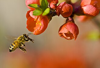 Western honey bee visiting flowers