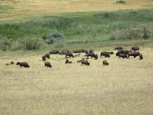 A herd of bison on Antelope Island