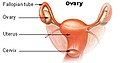 Rappresentazione dell'utero in corretta proiezione spaziale. La cervice uterina protrude nella porzione superiore del canale vaginale.