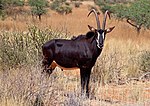 Thumbnail for Sable antelope