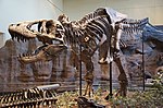 Thumbnail for Paleontology