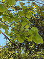 Large-leaved Linden (Lime) Tilia platyphyllos