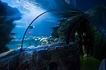 Thumbnail for Aquarium