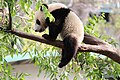 Panda Xiao Liwu, San Diego Zoo.