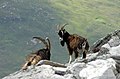 Koze na An Teallachu u Škotskoj
