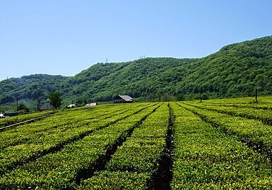 Tea plantations near Akhintam