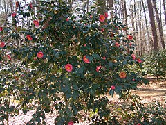 Camellia 'Faith' (3331169787).jpg