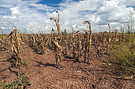 Agricultural changes. Droughts, rising temperatures, and extreme weather negatively impact agriculture. Shown: Texas, US (2013).[263]