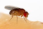 Thumbnail for Drosophila melanogaster