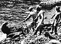 竹島でのアシカ漁（1934年6月）:アシカは生け捕りにされて水族館やサーカス団に売られた