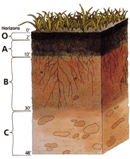 A typical soil profile; dark-brown topsoils, rich with organic matter, above reddish-brown lower layers