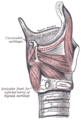 측면에서 본 후두의 근육들. 방패연골의 오른쪽 판은 제거되었다.