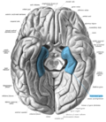 Thumbnail for Parahippocampal gyrus