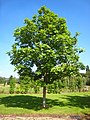 Image 33Fraxinus excelsior (from List of trees of Great Britain and Ireland)