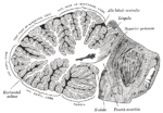 Thumbnail for Superior cerebellar peduncle