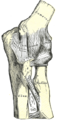 왼쪽 팔꿈치, 앞쪽과 안쪽곁인대 (ulnar collateral ligament)