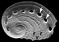 A 5 mm long juvenile shell of Haliotis asinina showing the tremata and ridges.