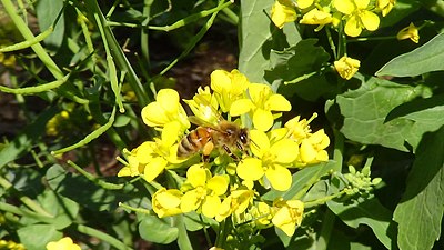 Western honey bee collecting pollen from turnip blossoms in Eastern Oklahoma