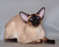 Modern seal point Siamese cat (front view) with extremely large, wide-set ears