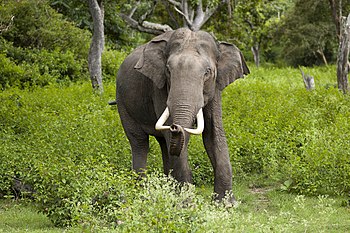 فيلٌ آسيويٌّ من النُوبعة الهنديَّة في محمية بانديفور الوطنية بِالهند. تُشيرُ الإفرازات على وجنتيه أنَّهُ يمُر بِفترة النزو الجنسي