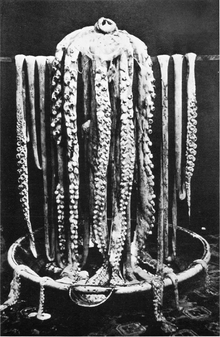 Logy bay giant squid 1873.png