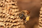 A European honey bee carrying pollen back to the beehive