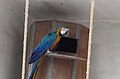 A blue-and-yellow Macaw at Lahore Zoo, Pakistan.
