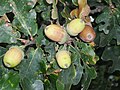 Boscobel - acorns of the Tercentenary Oak, planted in 1651 to commemorate the escape of Charles II after the Battle of Worcester. Pedunculate or sessile?