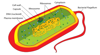 Prokaryote