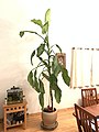 A 47 year old 9.75 foot tall Dieffenbachia house plant