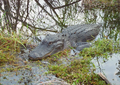 Aligator w narodnym parku Everglades