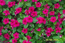 Vinca - Catharanthus roseus