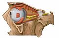 Lateral view of the eyeball with lateral rectus muscle visible (cut).