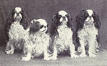 A black and white photo of four small spaniels sitting facing the camera. They each have similar markings.