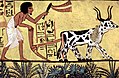 Image 40Ploughing with a yoke of horned cattle in Ancient Egypt. Painting from the burial chamber of Sennedjem, c. 1200 BC. (from History of agriculture)