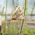Dark-banded Owlet moth (Phalaenophana pyramusalis) trapped by Drosera filiformis
