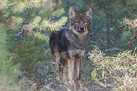 Восточный волк в Алгонкинском провинциальном парке, Онтарио