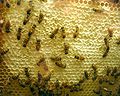 Pčele med, nakon što mu smanje vlagu, zatvaraju pčelinjim voskom i na taj ga način skladište