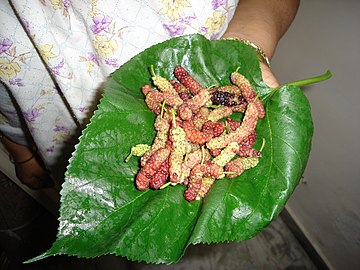 Semi-ripe mulberries on a mulberry leaf