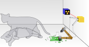 Thumbnail for Schrödinger's cat