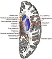Horizontal section of left cerebral hemisphere