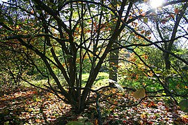 Hamamelis mollis tree in autumn