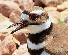 The killdeer, one of many waders with a conspicuous red orbital ring