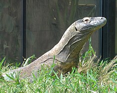 A Komodo dragon at the Reptile Discovery Center